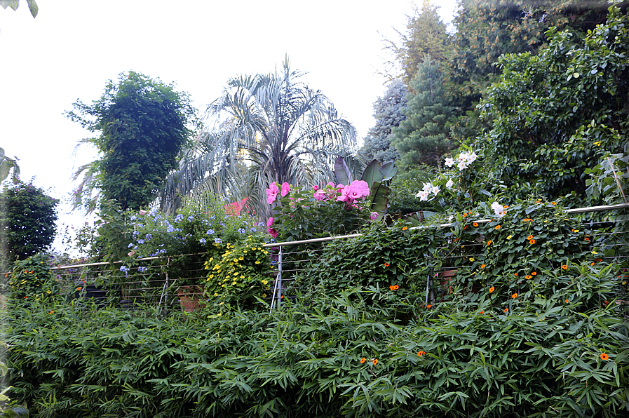 foto Giardini Trauttmansdorff - Boschi del Mondo